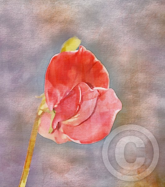 Sweetpea