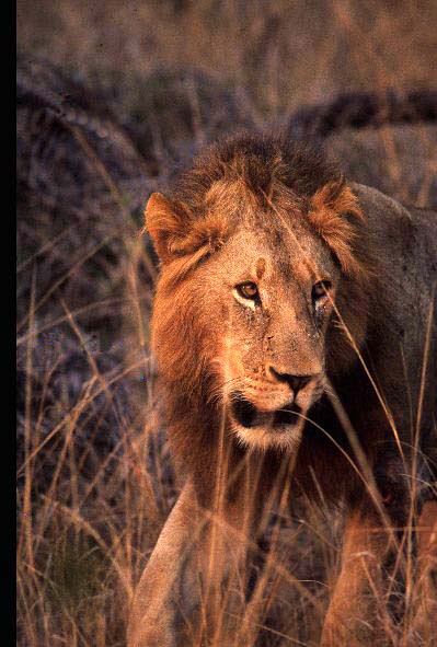Lion