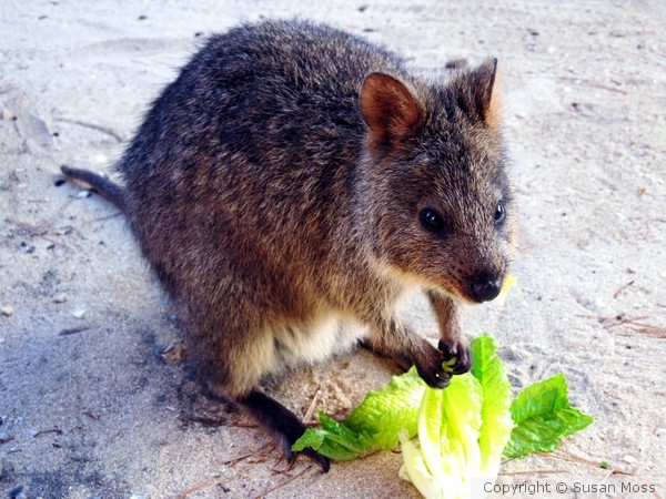 Quokka's Breakfast