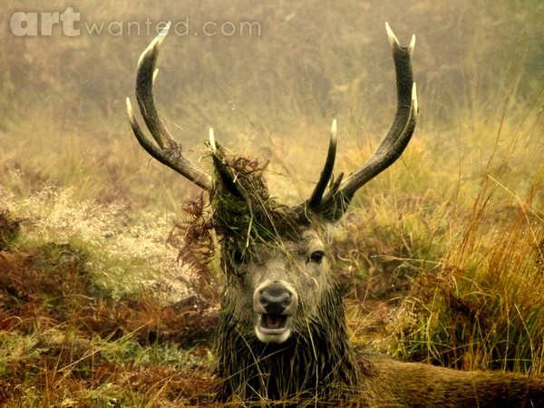 Stag night