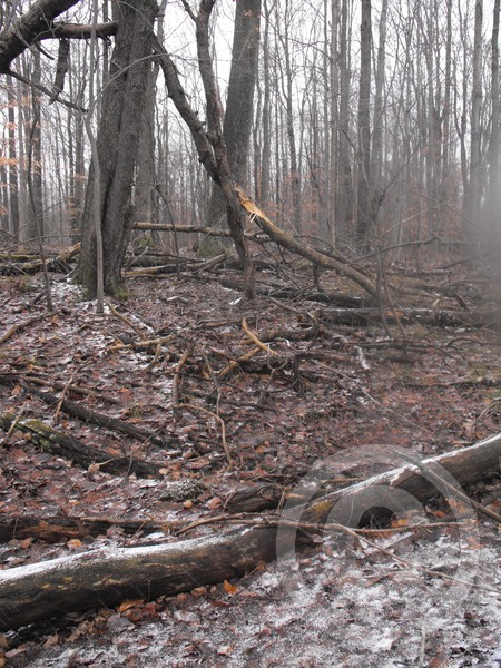 woods
