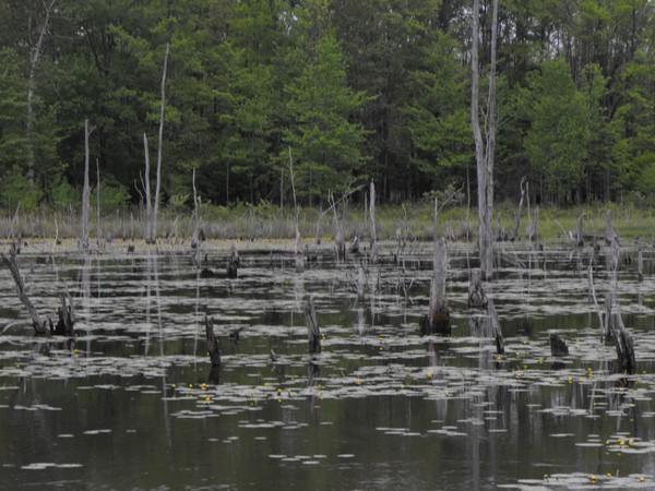 swamp