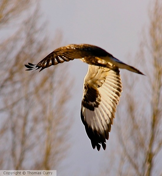 Rough Legged Hawk at sun set