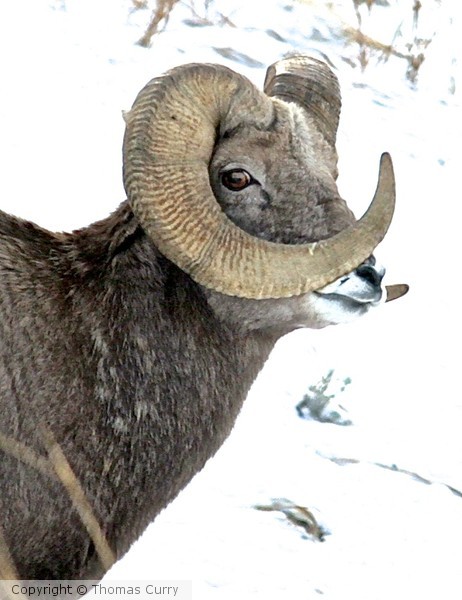 A-typical Big Horn Ram