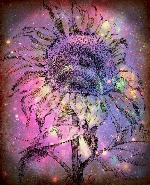 Galaxy Dry Sunflower