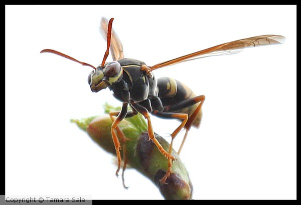 Wasp