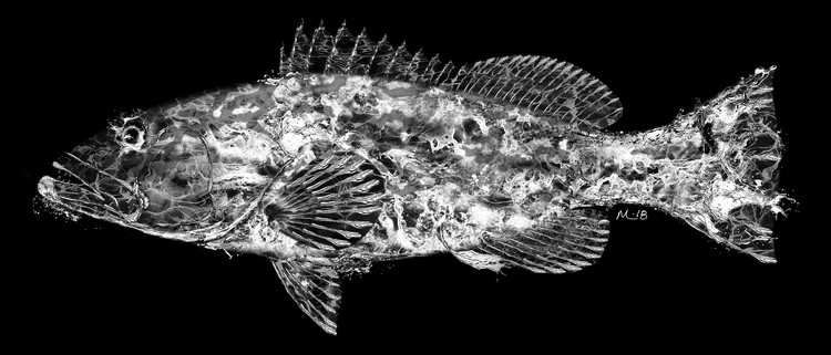 GHOST GROUPER