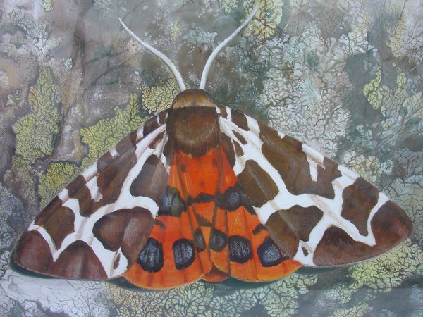 Garden Tiger