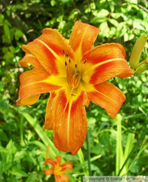 Day Lily ANTics