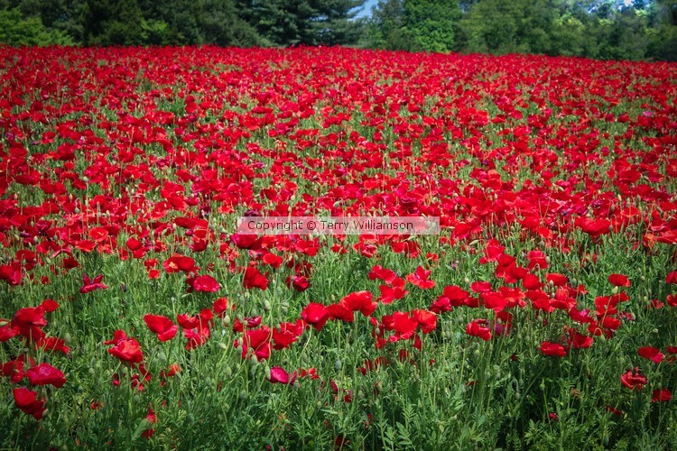 North Carolina Poppy Field
