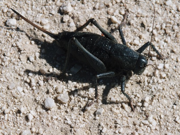 Morman Cricket
