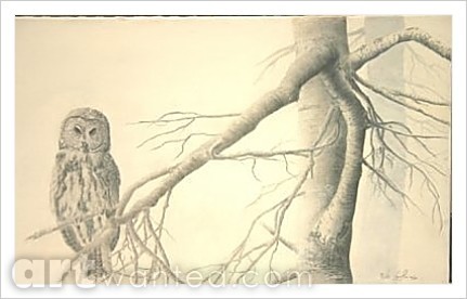 gray owl