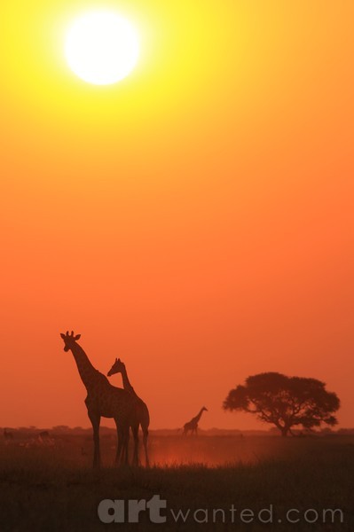 Giraffe - African Wildlife - Sunset Tranquility