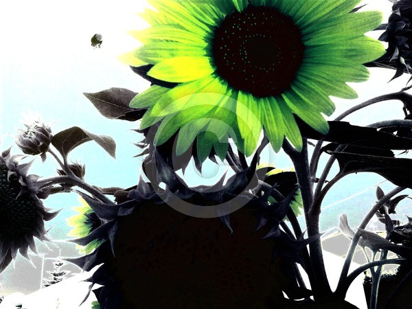 sunflower3