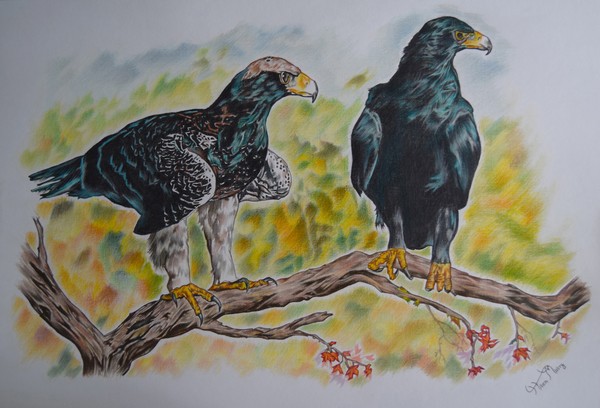 black eagles