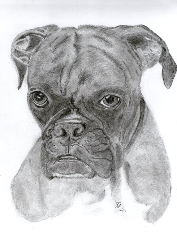 Boxer