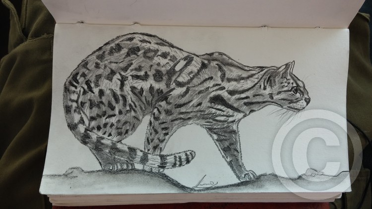 leopard