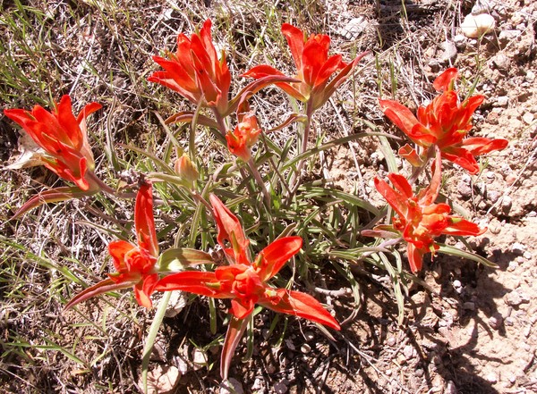 Still More from NM