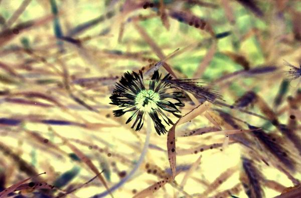 Dandy