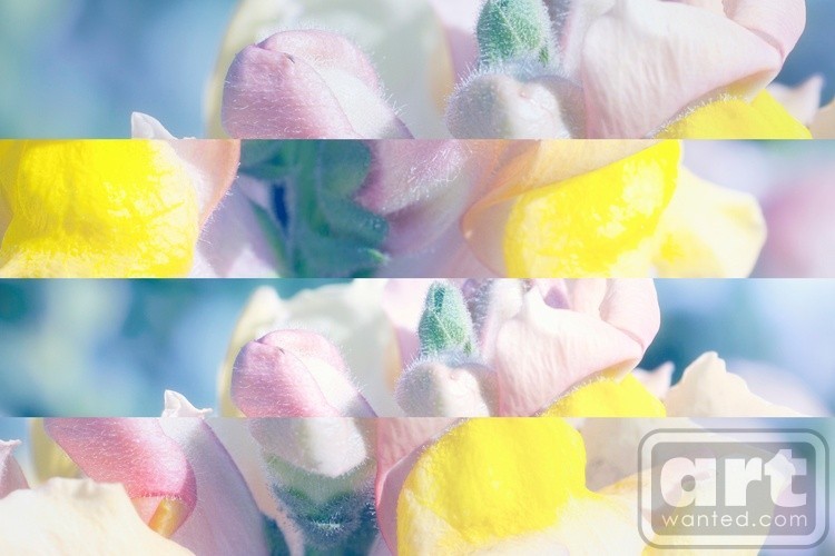 Soft Lupine Collage
