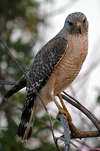 Red Shouldered Hawk