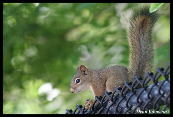 Fence Sitting Squirrel