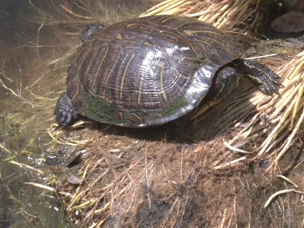 tortise