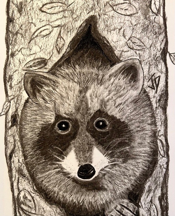 Raccoon Tree