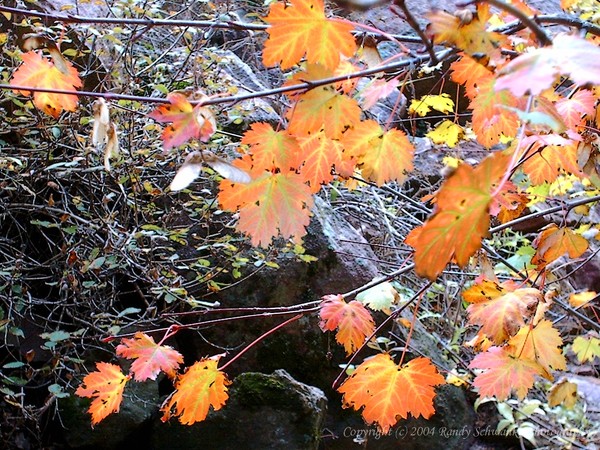 For the love of fall