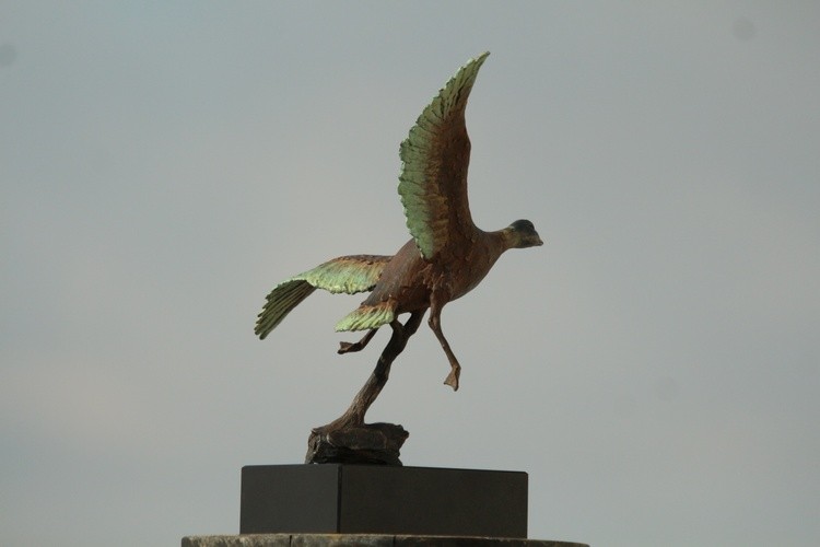 Flying Duck
