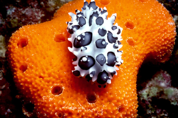 Phyllidia