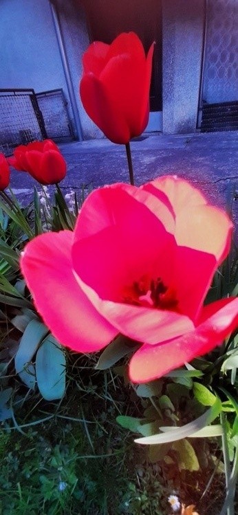 Tulip