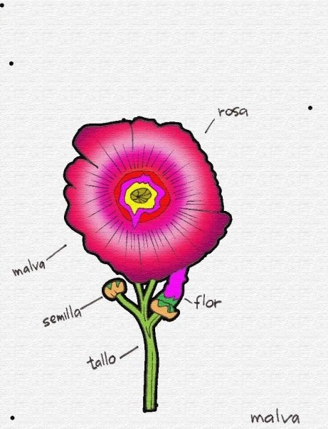 Malva