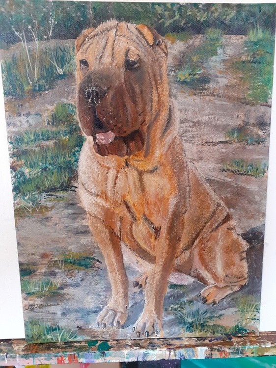 Sharpey dog 