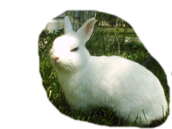 Little Bunny 3