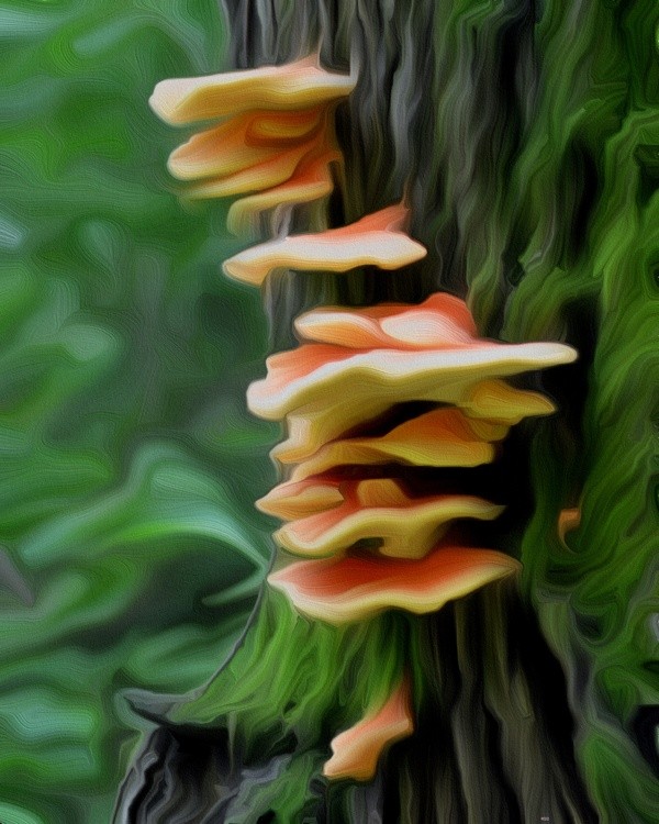 Woodland Treasures