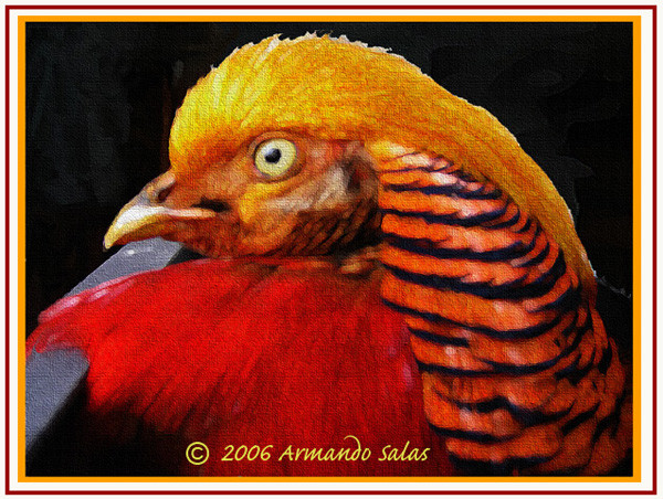 Golden phaesant