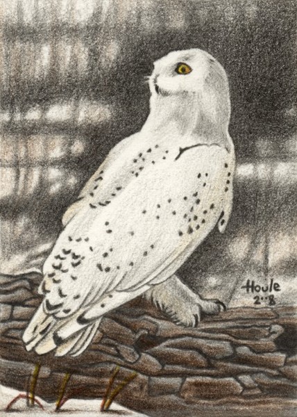 Ever Watchful - Snowy Owl
