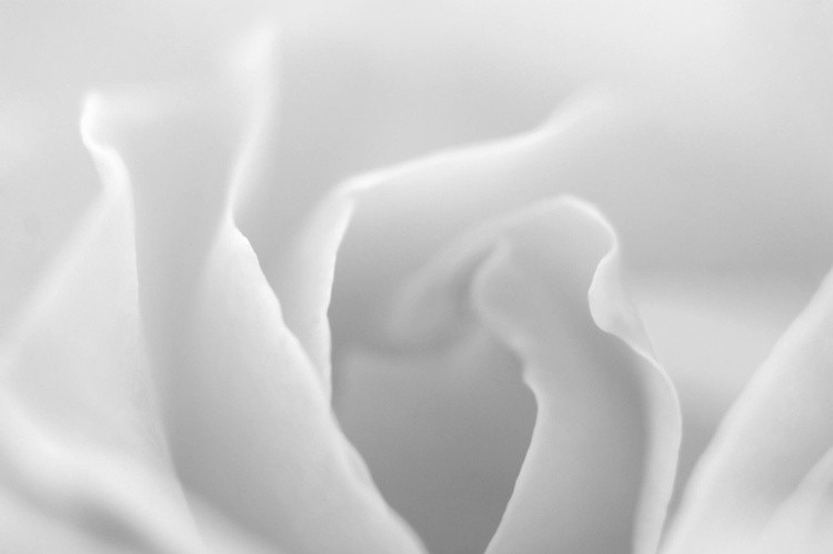 Lisa Marie Maupassant  Translucent Flowerscape Five 