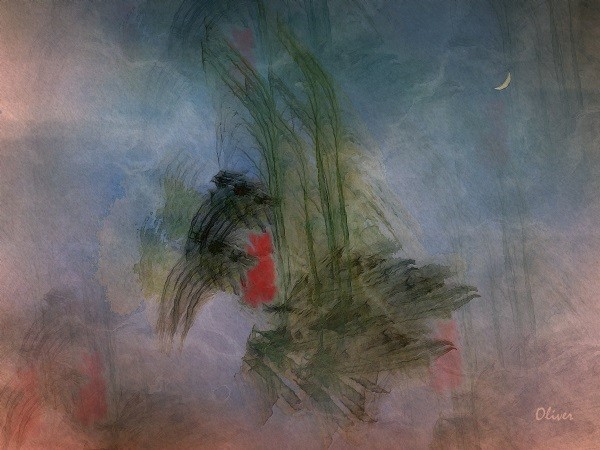 Humming Bird