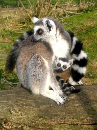 ring tailed lemur 19