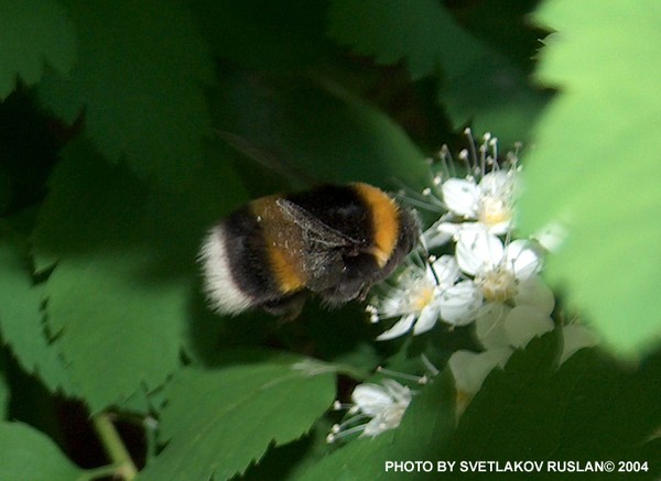Bumblebee.