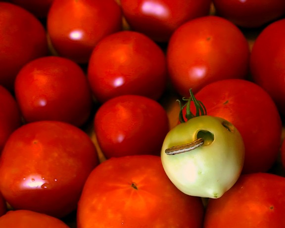 Playing With Food