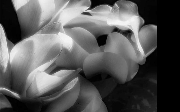 White Dance