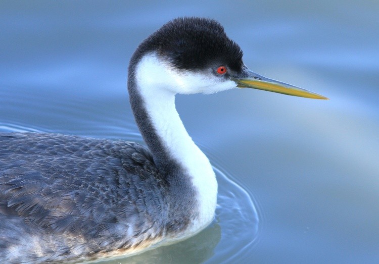 WesterGrebe