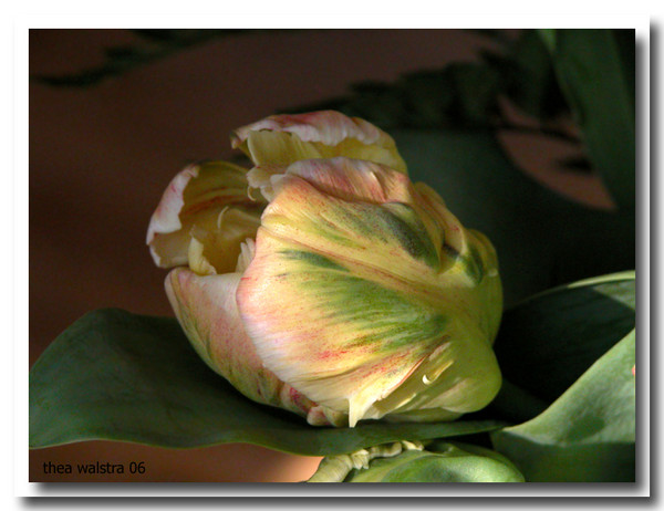 A beautiful morning tulip
