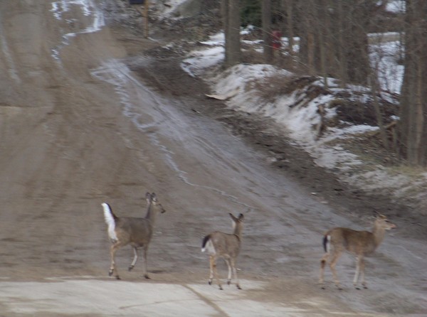 Deer Today