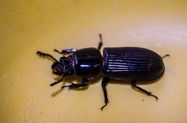 Beetle (10)