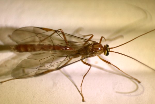 Ichneumonidae