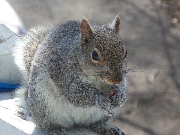 Henriatta enjoying peanuts